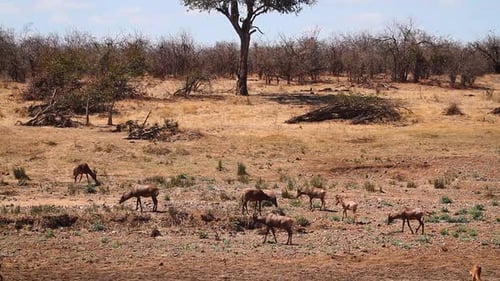 Hartebeest in Kgalagadi transfrontier park, South Africa