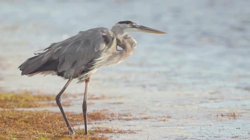 great blue heron moving leg along seaweed on windy beach shore in slow motion