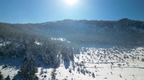 Snow Covered Mountains and Trees in Winter Sunlight