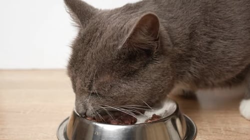 Grey Cat Eats Food from Silver Bowl Close-Up