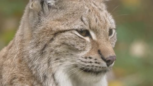 Close up shot of Eurasian lynx turning ears searching and hearing to locate and capture prey