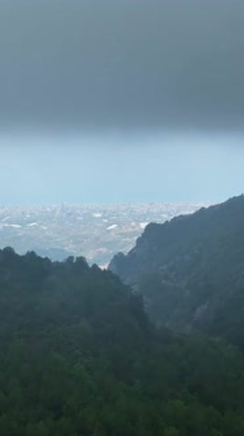 Vertical Video Aerial Journey Through the Damp Green Forest Nature's Revitalization