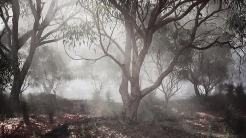 A Misty Forest with Dense Foliage and Tall Trees