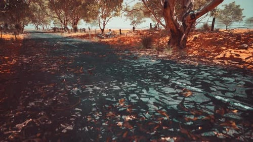 Open Road in Australia with Bush Trees