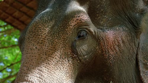 Close up of adult gray elephant head feeding on fresh bamboo outdoors, Thailand