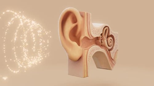 3D Animated Human Ear Anatomy Showing Sound Wave Transmission