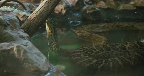 Coiled snake in shallow water, blending with its surroundings, poised under a branch