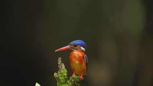 Colorful Kingfisher Perched then Flies Away