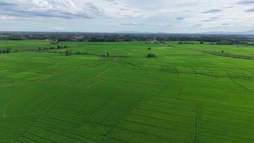 Sgreen rice field views in Asian countries