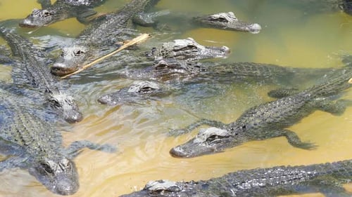 Crocodiles lurking in tropical waterways a dangerous wildlife encounter in the everglades