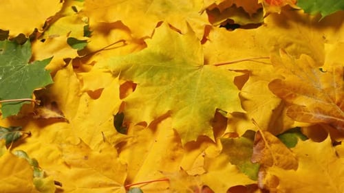 Bright Yellow Maple Leaves in the Autumn Sunlight