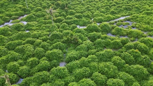 Aerial move over the green bush wetland