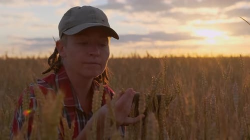 Portrait of woman farmer in wheat field inspecting crop and working on digital tablet on sunset sky