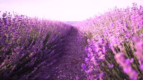 Lavender Field in Rural Setting