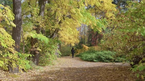 Autumn Woman Wandering Lush Forest Quiet Woman Strolls Through Vibrant Fall Woods Peaceful Lady