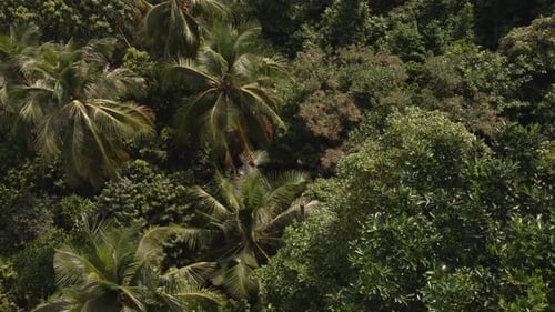 Aerial birds eye view ,slowly flying over dense tropical forest and palm trees with lush vegetation