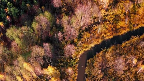 Beautiful fall forest