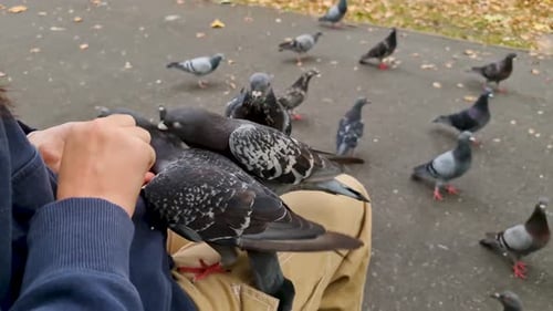 Ein Mädchen saß auf einer Bank im Park und fütterte eine Herde Tauben auf ihrem Schoß.