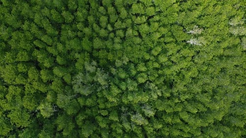 Aerial View Nature Green Tropical Forest in Asia Environment Background