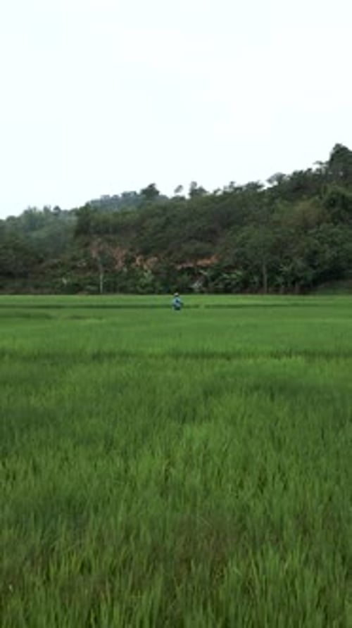 Overhead Shot From Drone Flying Above Rice Fields in Vietnam