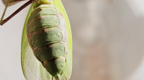Biotechnologische Untersuchung von Insekten an weiblichen Gottesanbetern unter Laborbedingungen