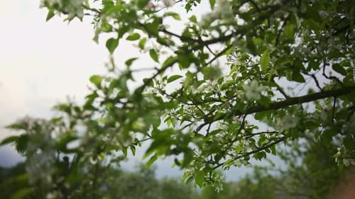 Apfelbaumblumen, die im Frühling blühen