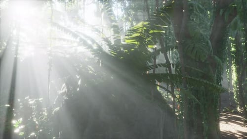 Jungle brumeuse dans les monts de Chiang Dao