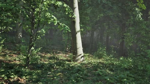 Beautiful Morning in the Forest