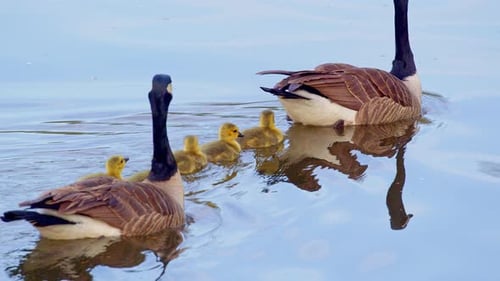 A peaceful slow-mo video of goslings learning the basics of survival.