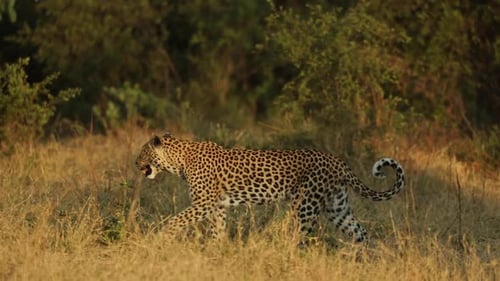 Schwenkaufnahme einer Leopardenin, die in Zeitlupe in goldenem Licht läuft, Khwai Botswana.