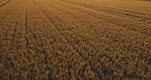 Vast wheat field under open sky
