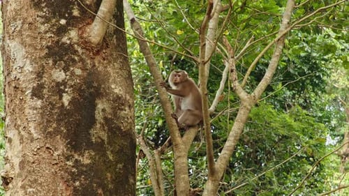 Monkey climbs tree in lush forest during sunny afternoon
