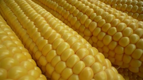Fresh Corn 22