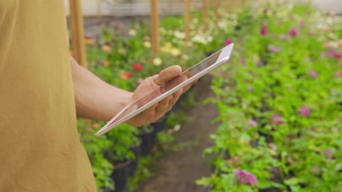 Modern Rose Farmers Walking In A Greenhouse With A Field Of Flowers.