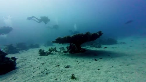 Group Of Scuba Divers Exploring On Reef Under Red Sea In Dahab, Egypt. underwater, slow motion