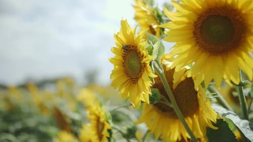 close-up of sunflowers in the field