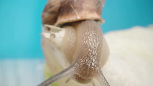 Macro texture of the snail's skin as it crawls on a leaf of lettuce against a blue background.