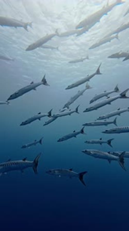 Synchronized Barracuda Swarm in Open Waters
