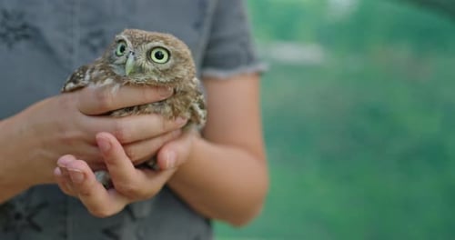 Little Owl Being Held in Gentle Hands