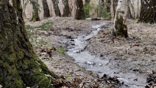 Spring flood in the forest. High water in april forest.