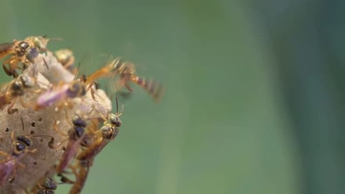 Wasps Flying Around and Crawling on Nest