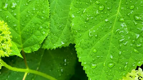 shot of fresh green leaves covered in water droplets. Perfect for themes of nature, freshness, and e