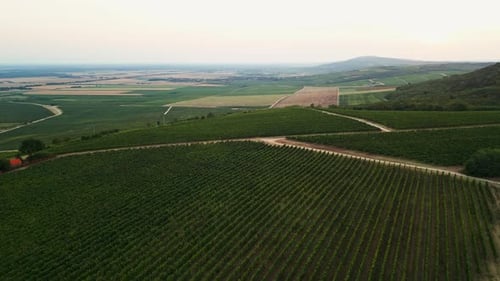Atemberaubende Drohnenaufnahmen, die die Schönheit eines Weinbergs einfangen, über den sich Reihen von Weinreben erstrecken