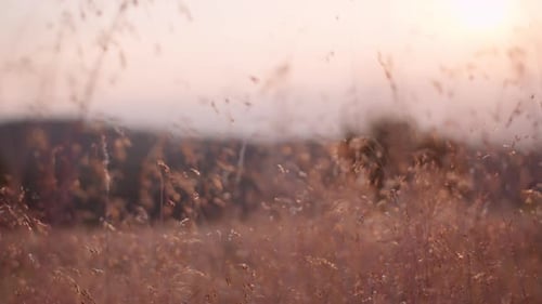 Sonnenbeschienenes trockenes Grasfeld bei Sonnenuntergang