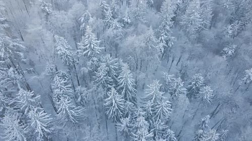 Winter Landscape with Snowy Forest