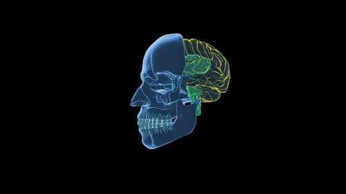 Holographic Human Skull and Brain Scan Animation