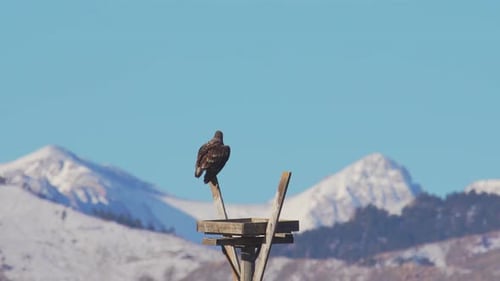 Bald Eagle Perches Then Flies in Winter Mountain Scene