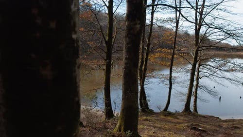 Lake Beyond The Tall And Slender Trees Of The Mountain Forest