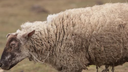 Sheep Walking in Rural Environment