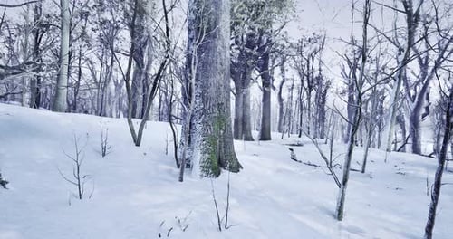 Snow Covered Trees Create a Serene Winter Landscape in a Quiet Forest